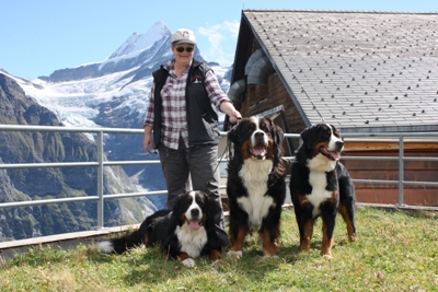 Holiday bernese 2024 mountain dogs