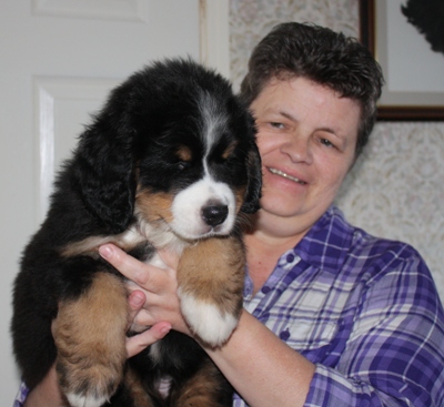 8 week old hot sale bernese mountain dog